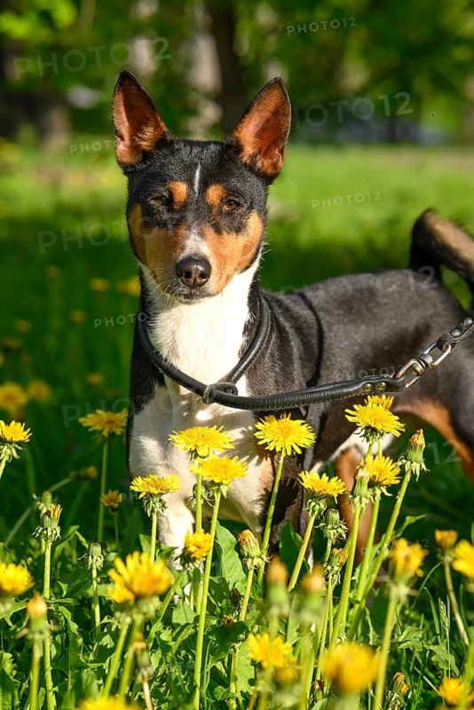 A Basenji dog walks through a sunlit park in spring, surrounded by vibrant yellow flowers. Its alert stance and bright eyes capture the essence of a joyful outdoor adventure