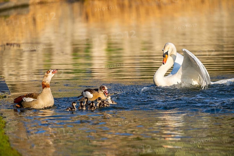 Egyptian goose (Alopochen aegyptiaca) pair with chicks and a Mute swan (Cygnus olor) swimming on a lake, Bavaria, Germany