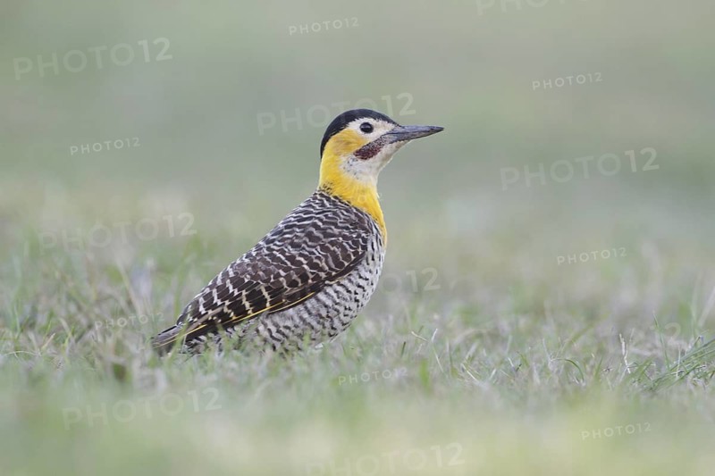 Campo Flicker (Colaptes campestris) male, Corrientes, Argentina