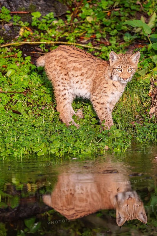 A young lynx (Lynx lynx) stands by a pond in which it is reflected