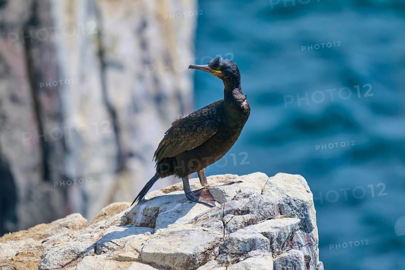 A bird presents itself majestically on a rock in front of the coastal landscape and the calm sea, Cormorant (Phalacrocorax aristotelis), Seahouses, Inner Farne, Farne Islands, Northumberland, England, Great Britain