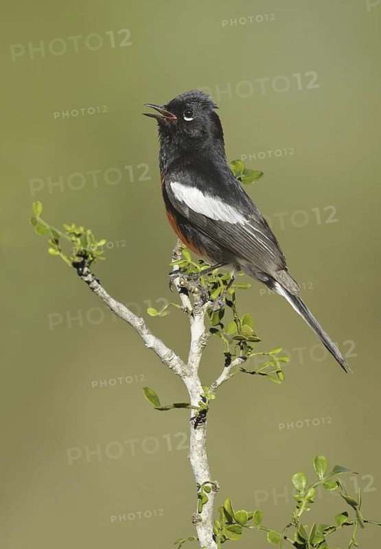 Painted Whitestart (Myioborus pictus) singing, Arizona, USA