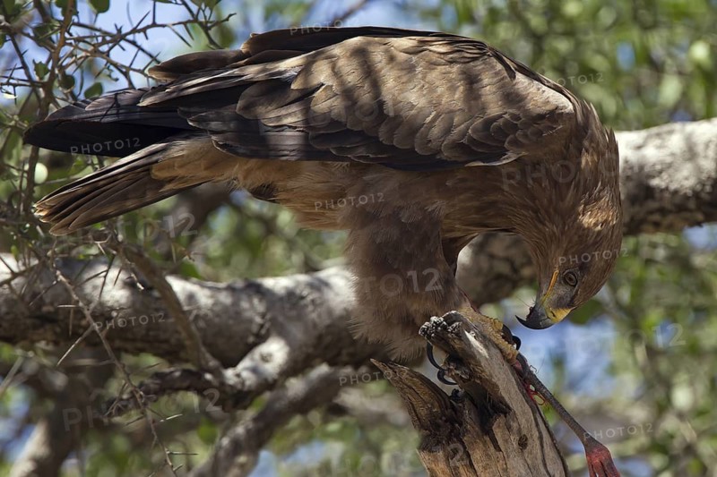 Tawny Eagle (Aquila rapax) juvenile, Masai Mara, Kenya