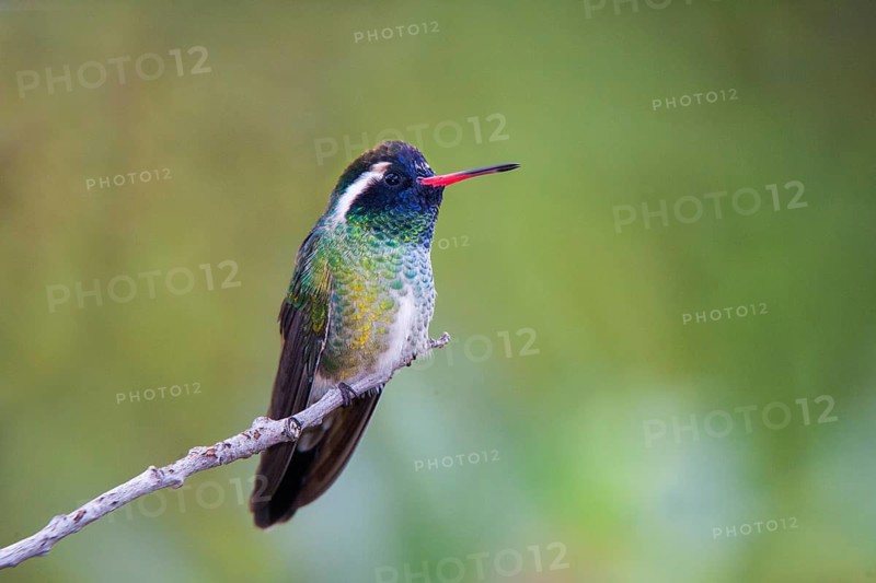 White-eared Hummingbird Hylocharis leucotis Huachuca Mountains, Ariona, United States 23 August Adult Male Trochilidae