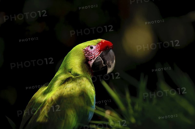 Great green macaw