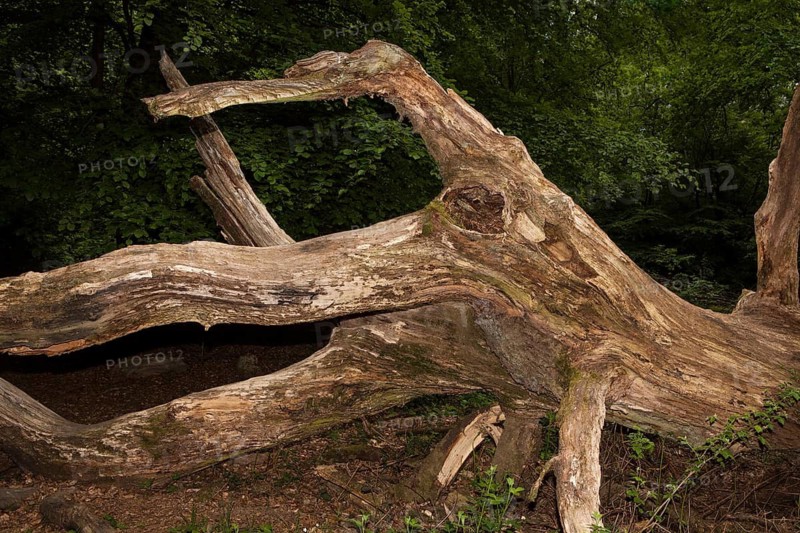 Old rotten oak tree, looks like an octopus, Primeval forest Urwald Sababurg, Hofgeismar, Weser Uplands, Weserbergland, Hesse, Germany