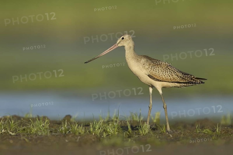 Marbled Godwit (Limosa fedoa), Ohio, USA