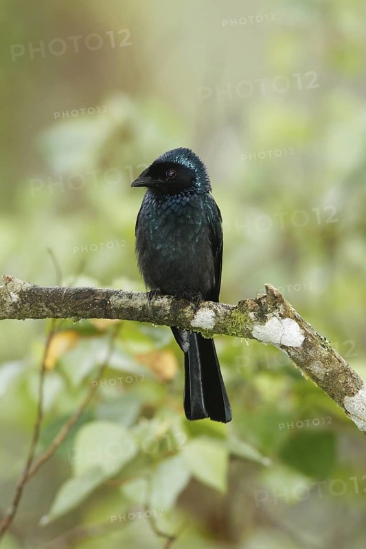 Bronzed Drongo (Dicrurus aeneus), Fraser's Hill, Malaysia