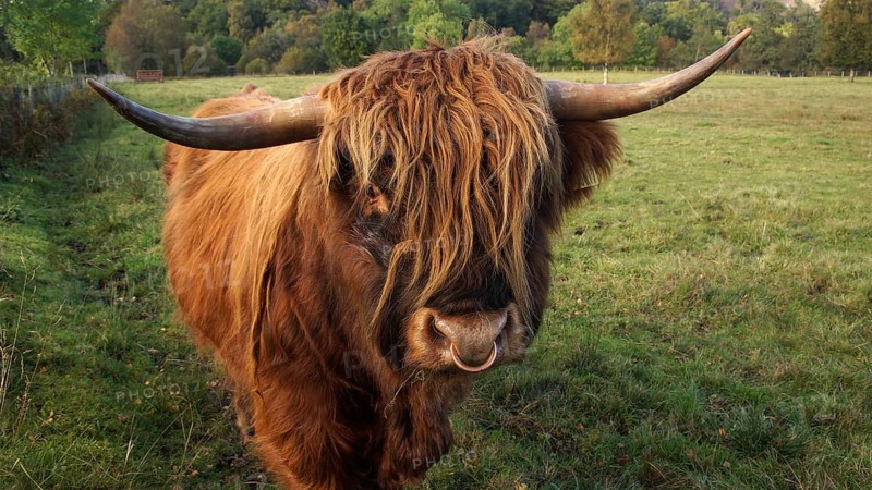 Europe, Scotland, Great Britain, England, countryside, Highland Cattle, Scottish Highland Cattle
