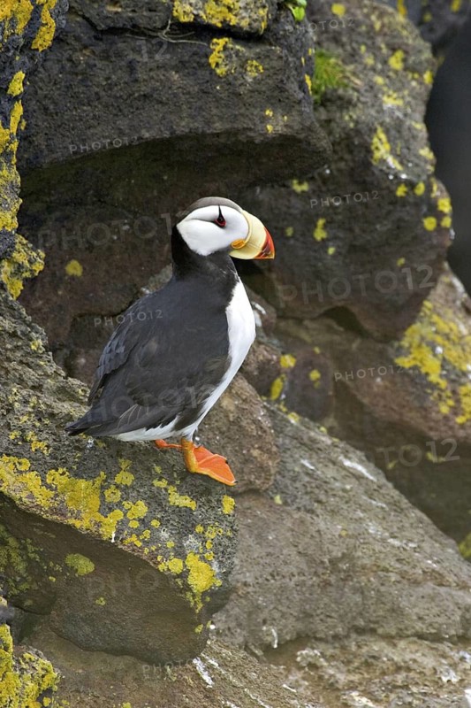 Horned Puffin (Fratercula corniculata), Alaska, USA