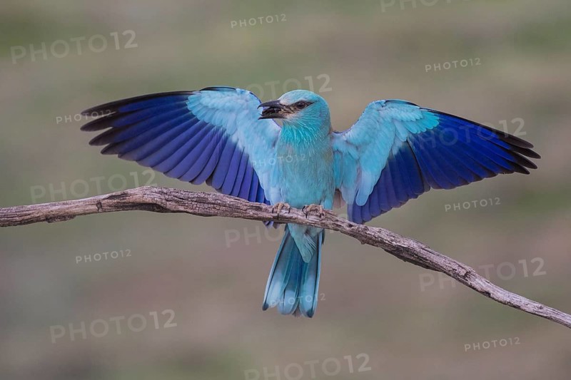 European Roller (Coracias garrulus) perched on a branch with a beetle in its beak, Subotica, Serbia