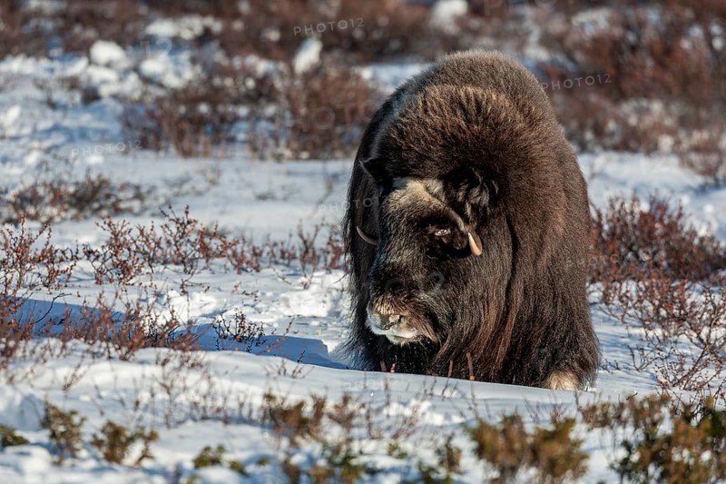 A blind musk ox cow (Ovibos moschatus) comes very close to me and 1 hour later I am in mortal danger when I help a photographer who is being attacked and we are lucky enough to escape, blind, blind, winter, snow, cold, Tundra landscape, October, Norway