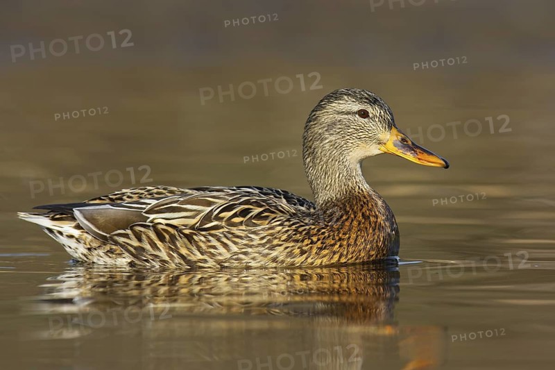 Mallard (Anas platyrhynchos) female, British Columbia, Canada
