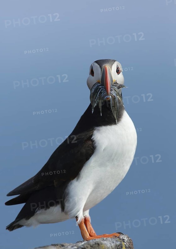 Atlantic Puffin (Fratercula arctica), Scotland, United Kingdom