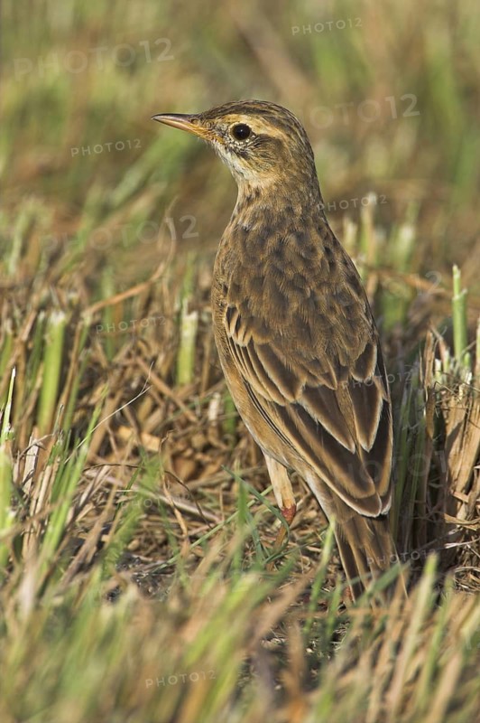 Richard's Pipit (Anthus richardi), Oman