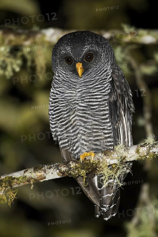 Black-banded Owl (Strix huhula), Ecuador