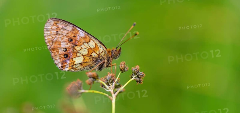 Meadowsweet Fritillary, Meadowsweet Fritillary, Violet Fritillary, (Brenthis ino), Noble Butterfly, Butterfly, Butterfly, Insect, Black Forest, Feldberg-Region, Baden-Württemberg, Germany