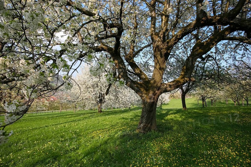 Dettinger Kirschenweg and Kirschenheimat, cherry growing tradition in the Erms Valley, cherry tree (Prunus avium), white blossoms, cherry blossoms, blossom dream, meadow, lawn, pleasure hiking trail, spring, Dettingen an der Erms, Neckar-Alb region, Baden-Württemberg, Germany