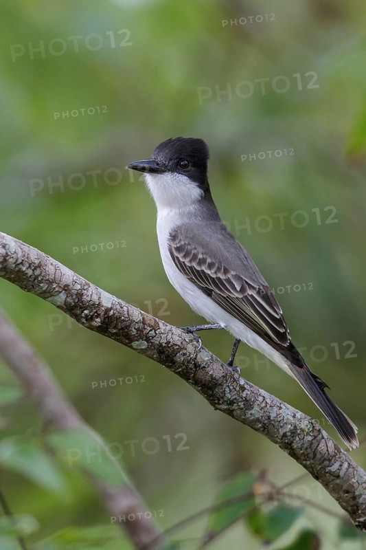 Loggerhead Kingbird (Tyrannus caudifasciatus) perched on a branch in Cuba