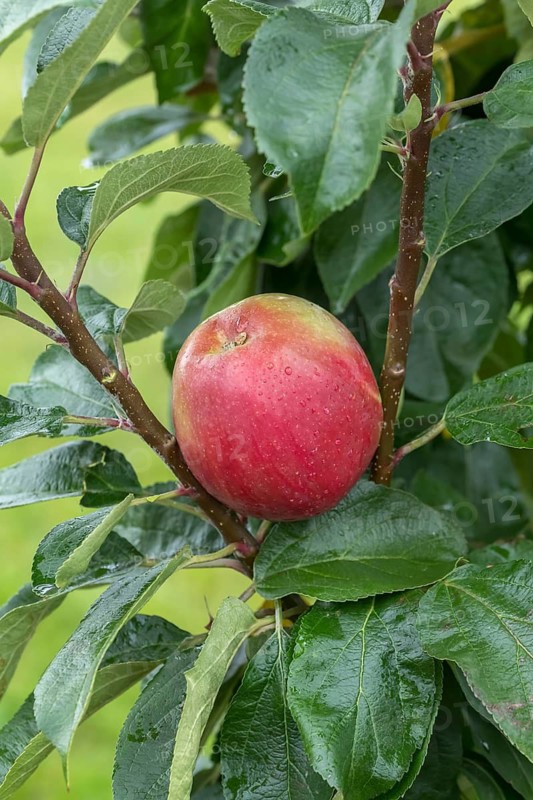Columnar apple (Malus domestica 'Berbat'), Bundessortenamt Prüfstelle Wurz, Germany