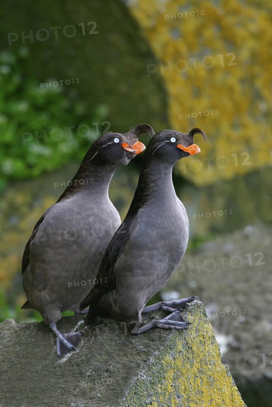 Crested Auklet (Aethia cristatella), Alaska, USA