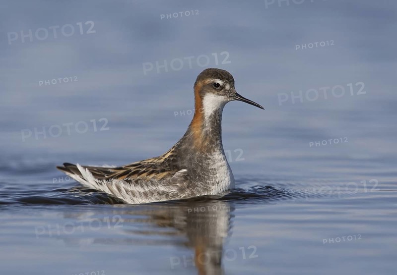 Red-necked Phalarope (Phalaropus lobatus) male, Manitoba, Canada