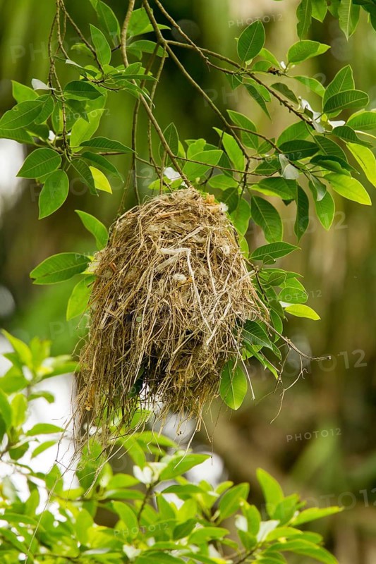 Rose-throated Becard Pachyramphus aglaiae La Bajada, Nayarit, Mexico 8 June Nest Tityridae