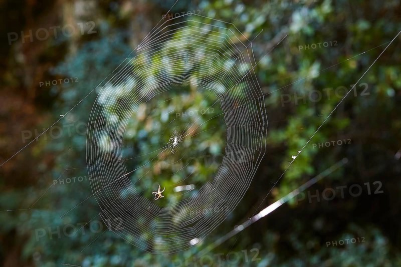 A filigree spider web with a spider (aranea), in the background dense forest vegetation, waterfalls, ponds, Polylimnio, Peloponnese, Greece