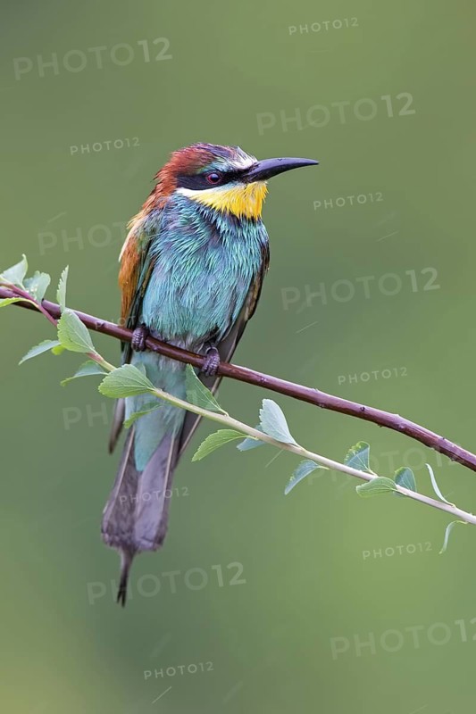 European Bee-eater (Merops apiaster) perched on a branch after rain, Saxony-Anhalt, Germany