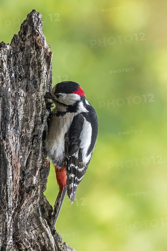 Great spotted woodpecker (Dendrocopos major), greater spotted woodpecker male foraging on tree stump