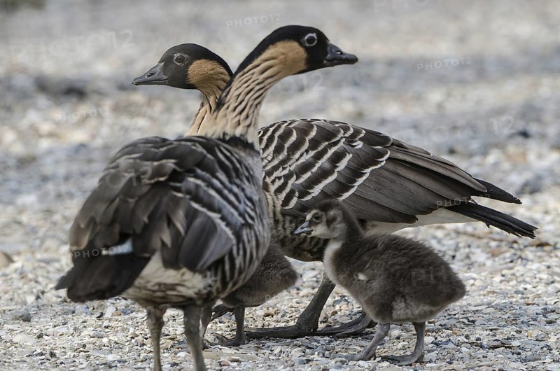 Nene (Branta sandvicensis) captive, pair with juvenile, Schleswig-Holstein, Germany