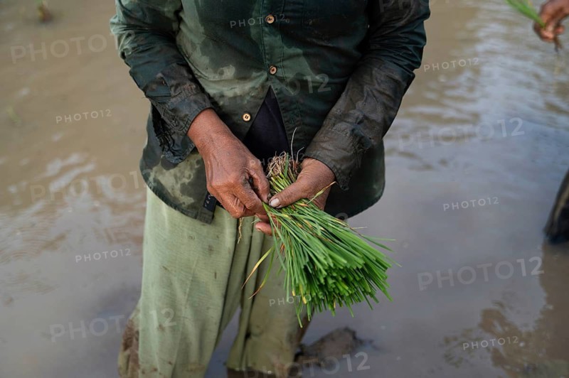 Close-up of a farmer's hands holding a bundle of young rice plants in a flooded field, highlighting traditional agricultural practices in Indonesia