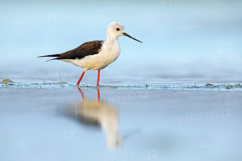Black-winged Stilt, (Himantopus himantopus), avocet family, biotope, habitat, foraging, East Khawr Khawr Ad Dahariz, Salalah, Dhofar, Oman