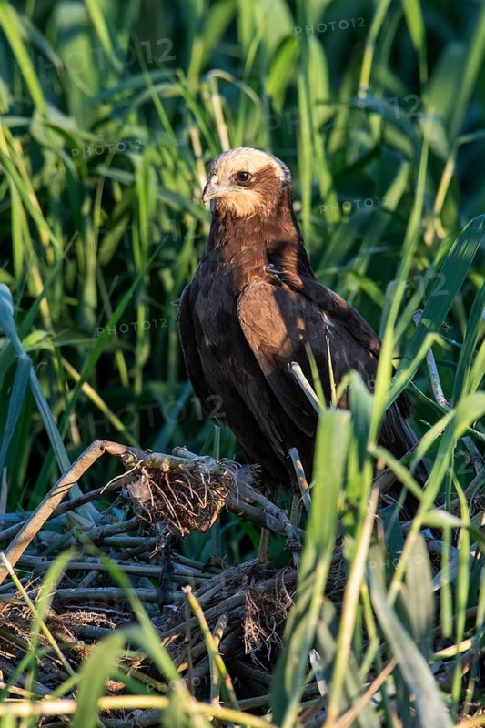 Western Marsh Harrier (Circus aeruginosus) female in reeds, Eilat, Israel