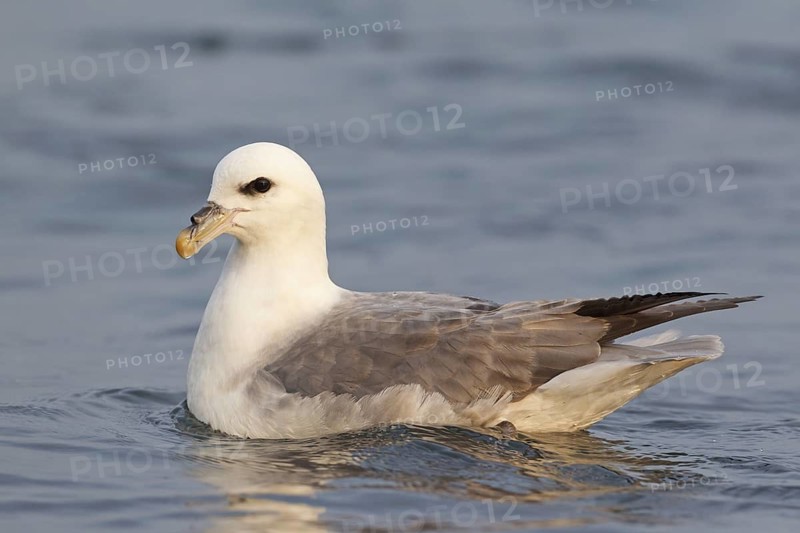 Northern Fulmar (Fulmarus glacialis), Iceland