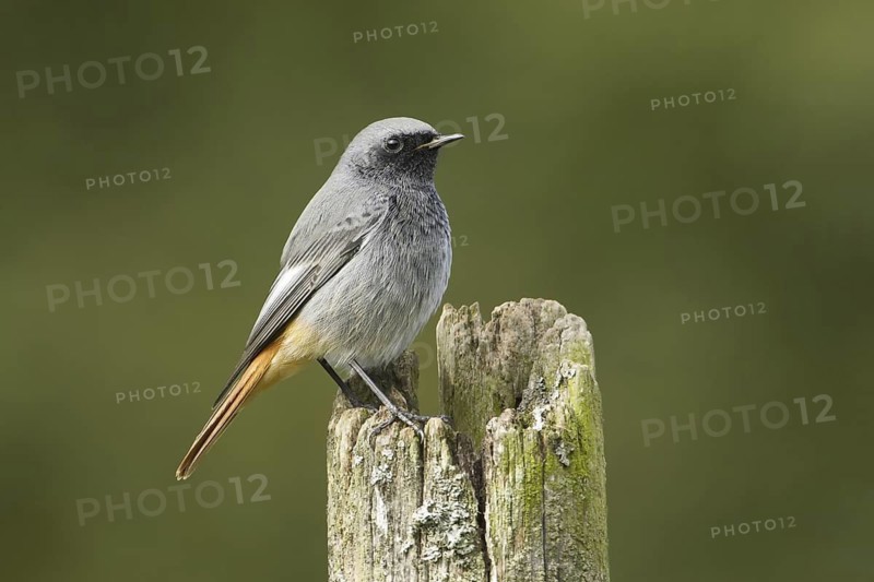 Black Redstart (Phoenicurus ochruros) male, Rhineland-Palatinate, Germany