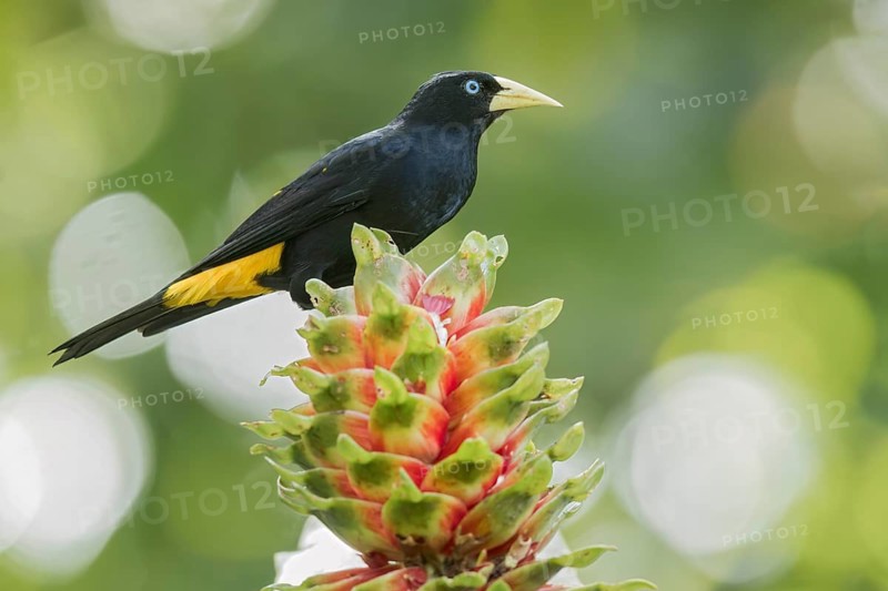 Yellow-rumped Cacique (Cacicus cela) perched on a branch in Panama