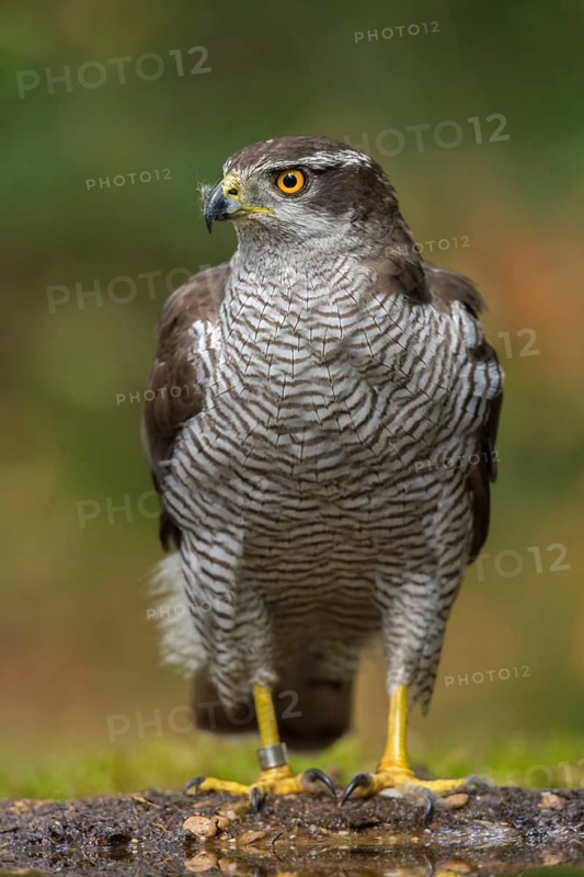 Northern Goshawk (Accipiter gentilis) female, Utrecht, Netherlands
