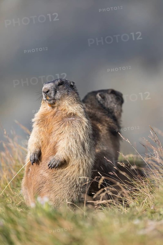 Two adult Alpine Marmots, Marmota marmota, standing erected back to back. Background grey. Early morning light. Grossglockner high alpine road, Hohe Tauern National Park