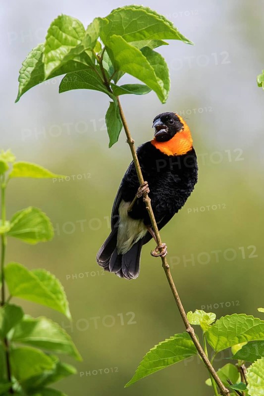 Black Bishop (Euplectes gierowii) male singing, perched on a branch, Lake Manyara, Tanzania