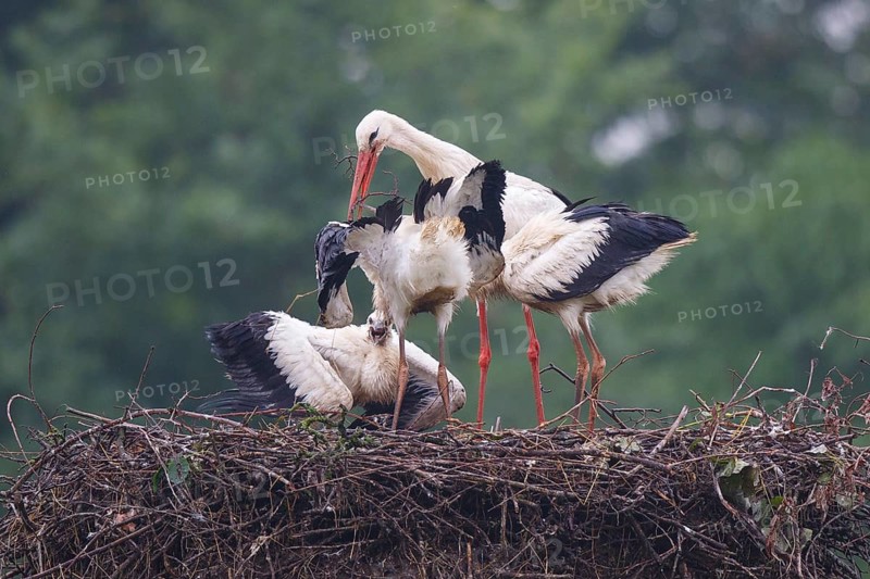 White Stork (Ciconia ciconia) with young in nest, North Rhine-Westphalia, Germany