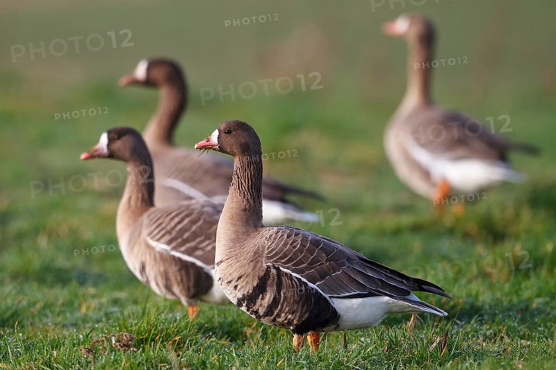 Greater White-fronted Goose (Anser albifrons), North Rhine-Westphalia, Germany