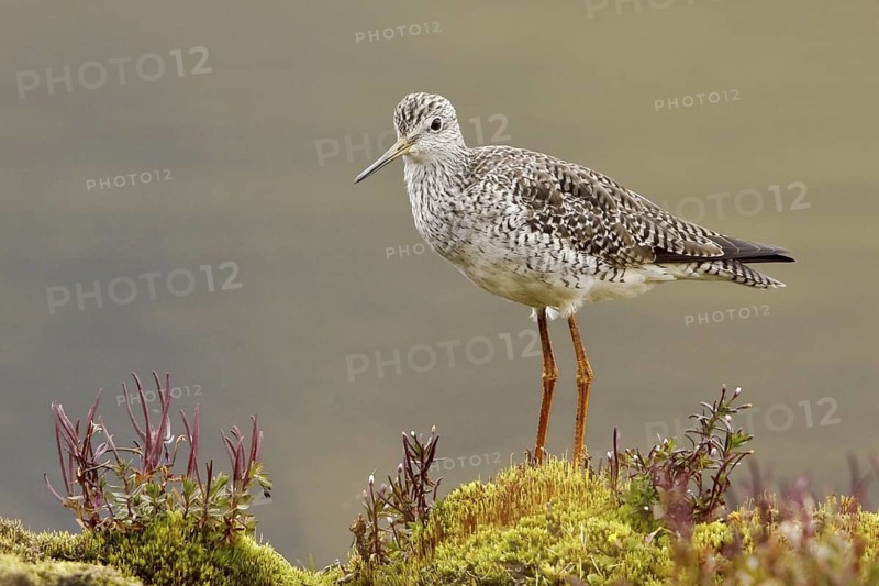 Greater Yellowlegs (Tringa melanoleuca), Ecuador