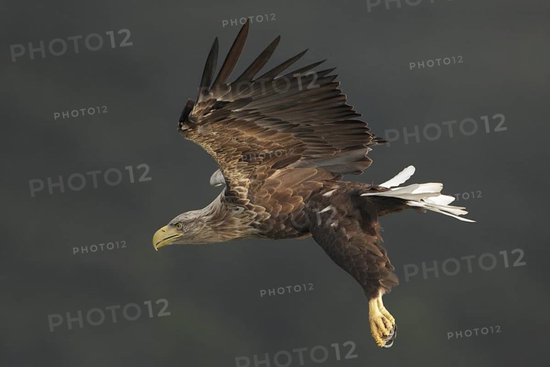 Seeadler; lat. Haliaeetus albicilla; Männchen im Sinkflug mit hängenden Fängen vor dunklem Wald im Hintergrund