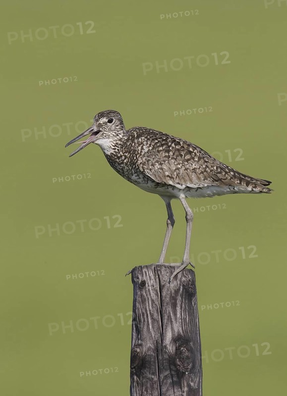 Willet (Tringa semipalmata) calling, Delaware, USA