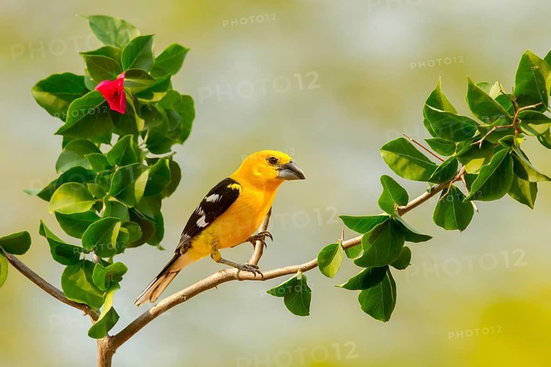 Yellow Grosbeak Pheucticus chrysopeplus dilutus El Tuito, Jalisco, Mexico 12 June Adult Male Cardinalidae