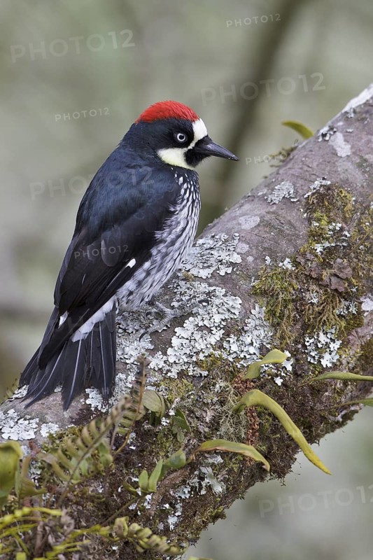 Acorn Woodpecker (Melanerpes formicivorus) perched on a branch in Costa Rica, Central America