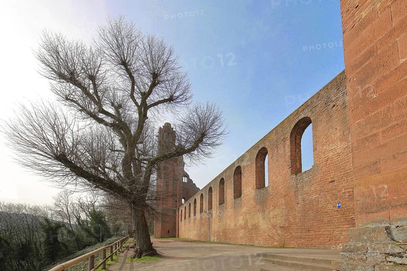 Limburg Abbey Ruins, Bare Filigree Tree, Church Ruins, Bad Dürkheim, German Wine Route, Rhineland-Palatinate, Germany