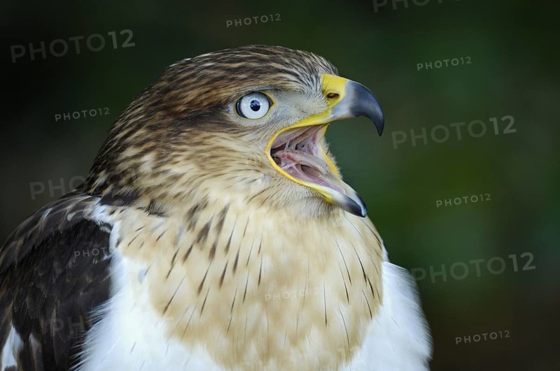 Koenigsbussard (Buteo regalis), Portrait, Jungvogel, rufend, captive, Heimat: halbtrockene und trockene offene Landschaften im Westen der USA und in Südkanada, Oktober, Deutschland