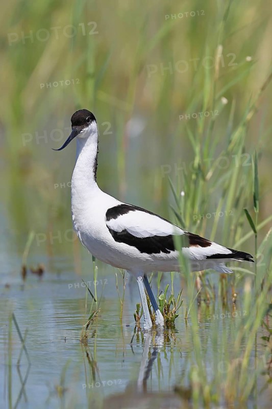 Avocet (Recurvirostra avosetta) adult wader standing in the shallow water of the lake shore zone, Wildlife, Lake Neusiedl-Seewinkel National Park, Burgenland, Austria